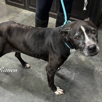 Pit Bull Terrier Dogs Available for Adoption in Princeton, Kentucky - Raven | PetCurious