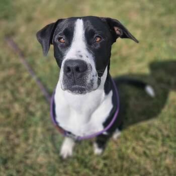Rescue Great Dane and Black Labrador Retriever Dogs for Adoption in Mount Pleasant, Iowa - Carl | PetCurious