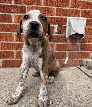 Australian Cattle Dog Blue Heeler Dogs Available for Adoption - Bria  | PetCurious