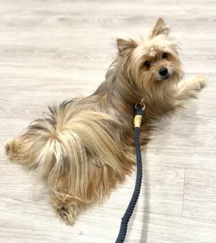 Scooter -  Pomeranian and Yorkshire Terrier Dog for Adoption in Yuba City, California - Scooter | PetCurious