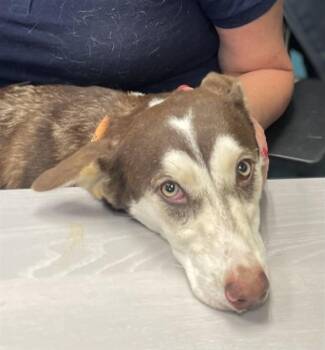 APPLE CIDER -  Husky and Mixed Breed Dog for Adoption in Camarillo, California - APPLE CIDER | PetCurious