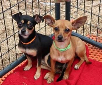 Bobbin Athens -  Chihuahua Dog for Adoption in Rockaway, New Jersey - Bobbin Athens | PetCurious