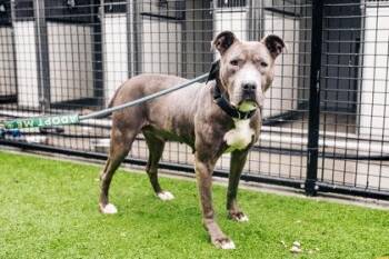 Elfie -  Mixed Breed Dog for Adoption in West Chester, Pennsylvania - Elfie | PetCurious