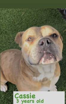 American Staffordshire Terrier Dogs Available for Adoption - Cassie | PetCurious