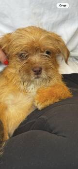 Stitch -  Shorkie Dog for Adoption in Hallsville, Missouri - Stitch | PetCurious
