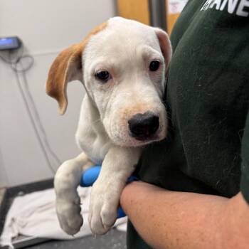 Cathy -  Mixed Breed Dog for Adoption in Columbiana, Alabama - Cathy | PetCurious