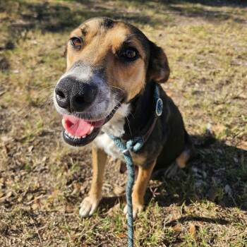 Rescue Mixed Breed Dogs for Adoption in Beaumont, Texas - Cornucopia | PetCurious