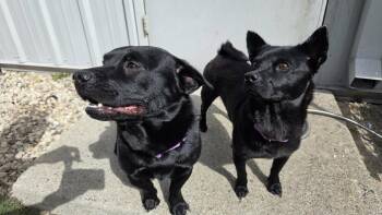 Chow Chow Dogs Available for Adoption - Nina | PetCurious