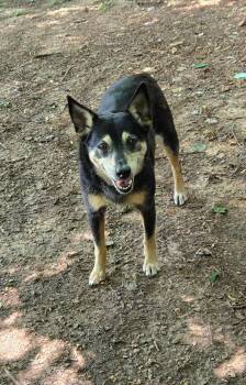 Rescue Shiba Inu Dogs for Adoption in Denver, North Carolina - Millie | PetCurious
