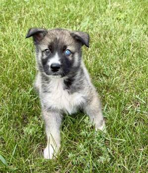 Sawyer -  Husky and Shepherd Dog for Adoption in Plainfield, Illinois - Sawyer | PetCurious