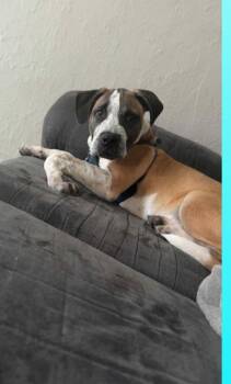 Rescue Cane Corso and Labrador Retriever Dogs for Adoption in Crystal Lake, Illinois - Zues | PetCurious