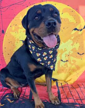 Anna -  Rottweiler Dog for Adoption in Canutillo, Texas - Anna | PetCurious