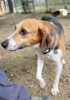 Rescue Hound Dogs for Adoption in Hampton, Virginia - Apollo | PetCurious