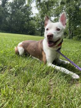 Douglas -  Pit Bull Terrier Dog for Adoption in Kansas City, Missouri - Douglas | PetCurious