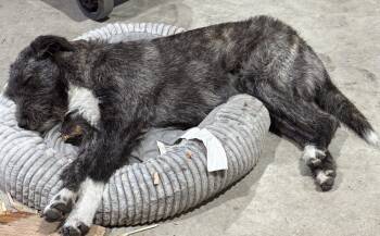 Terrier Dogs Available for Adoption in Dallas, Texas - Haley | PetCurious