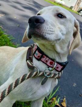 Poppy -  Labrador Retriever Dog for Adoption in Forsyth, Georgia - Poppy | PetCurious