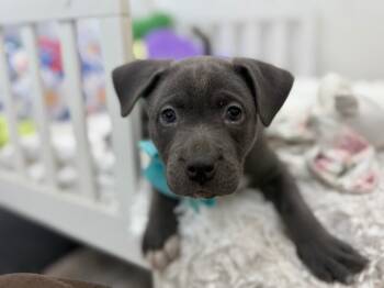 Pit Bull Terrier and Labrador Retriever Dogs Available for Adoption in Friendswood, Texas - Cruiser Journey | PetCurious