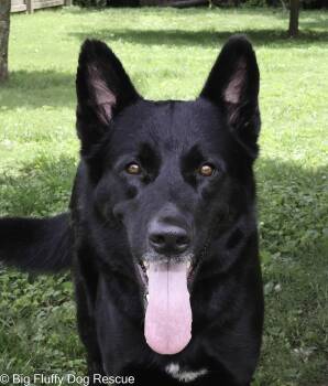 Indiana and Inigo -  Shepherd Dog for Adoption in Nashville, Tennessee - Indiana And Inigo | PetCurious