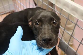 MELVIN -  Mixed Breed Dog for Adoption in Columbia, South Carolina - MELVIN | PetCurious