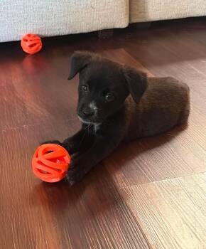 Santino -  Catahoula Leopard Dog and Australian Cattle Dog Blue Heeler Dog for Adoption in Humble, Texas - Santino | PetCurious