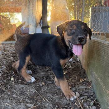 Oakley -  Mixed Breed Dog for Adoption in Aberdeen, North Carolina - Oakley | PetCurious