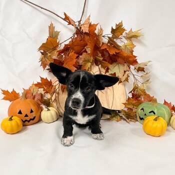 1121(2026) Sage -  Australian Cattle Dog Blue Heeler and Mixed Breed Dog for Adoption in Parker, Colorado - 1121(2026) Sage | PetCurious