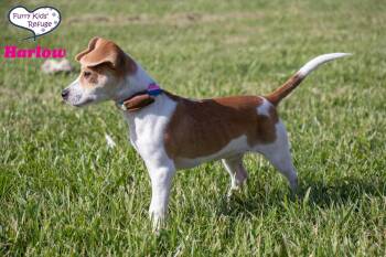 Harlow -  Beagle Dog for Adoption in Lee