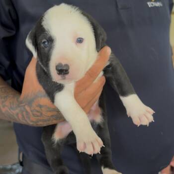 Dawgh -  Pit Bull Terrier and Mixed Breed Dog for Adoption in Detroit Lakes, Minnesota - Dawgh | PetCurious