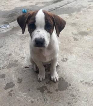 Banjo -  Mixed Breed Dog for Adoption in Hamden, Connecticut - Banjo | PetCurious