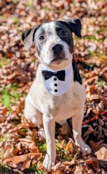 Rescue Mixed Breed Dogs for Adoption in Manchester, Tennessee - Moe | PetCurious