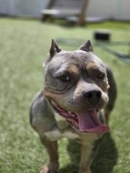 Roxxie -  Mixed Breed Dog for Adoption in Savannah, Georgia - Roxxie | PetCurious