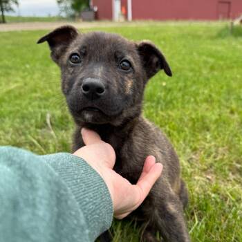 Miso--In Foster -  Labrador Retriever and Mixed Breed Dog Available for Adoption in Fargo, North Dakota - Miso--In Foster | PetCurious
