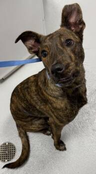 Rescue Shepherd and Mixed Breed Dogs for Adoption in Cumming, Georgia - Roberta 870-25 | PetCurious