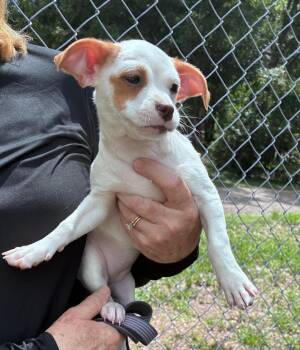 Snowy -  Chihuahua and Shih Tzu Dog for Adoption in Ruskin, Florida - Snowy | PetCurious