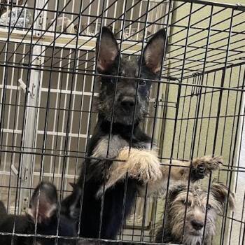 Chicken -  Mixed Breed Dog for Adoption in Port Charlotte, Florida - Chicken | PetCurious