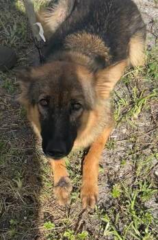 Rescue German Shepherd Dog Dogs for Adoption in Doral, Florida - ISIS | PetCurious