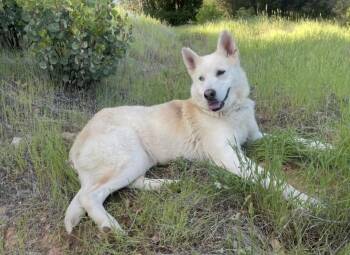 Liva -  Siberian Husky Dog for Adoption in Roseville, California - Liva | PetCurious