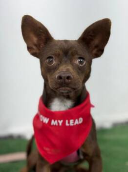 Taquito-One of our Amazing Rescue Dogs -  Chihuahua and Mixed Breed Dog for Adoption in Carlsbad, California - Taquito-One Of Our Amazing Rescue Dogs | PetCurious