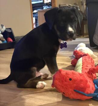 Hound Dogs Available for Adoption - Barium | PetCurious