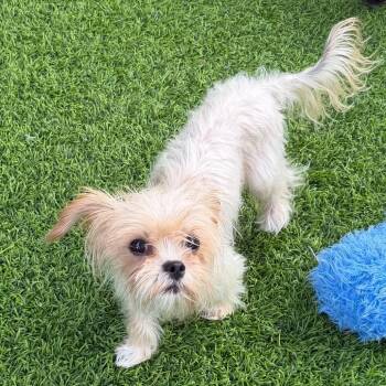 Carnation -  Yorkshire Terrier and Mixed Breed Dog for Adoption in Las Vegas, Nevada - Carnation | PetCurious