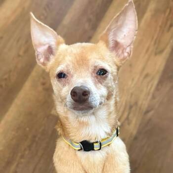 Chihuahua Dogs Available for Adoption - Chong | PetCurious