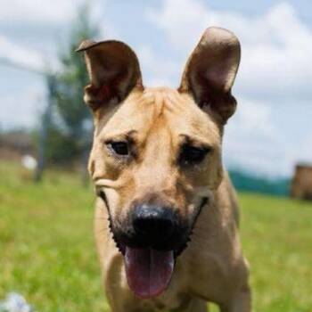 Asher (20260805-01) -  Bulldog and Shepherd Dog for Adoption in Niagara Falls, Ontario - Asher (20260805-01) | PetCurious