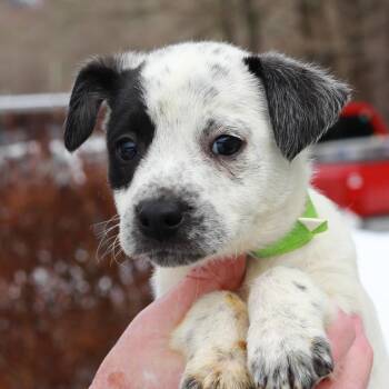 Cattle Dog Dogs Available for Adoption - CT Maelyn | PetCurious