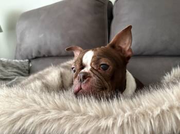 Boston Terrier Dogs Available for Adoption - Tootsie  | PetCurious