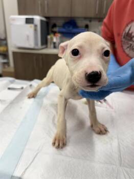 Labrador Retriever Dogs Available for Adoption in Baytown, Texas - ILIUM | PetCurious