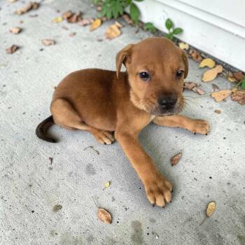 Howie -  Catahoula Leopard Dog Dog for Adoption in Glocester, Rhode Island - Howie | PetCurious