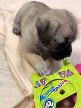 Tommy -  Pug Dog for Adoption in Allegan, Michigan - Tommy | PetCurious
