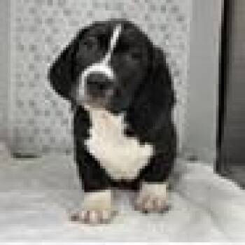 Jedi -  Mixed Breed Dog for Adoption in Tampa, Florida - Jedi | PetCurious