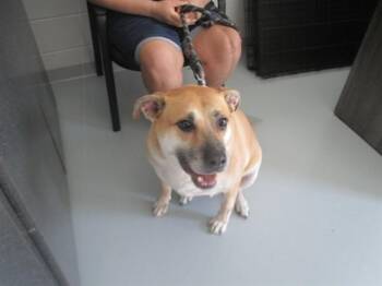 TITAN -  Black Mouth Cur Dog for Adoption in Ocala, Florida - TITAN | PetCurious