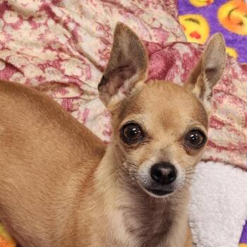 Kiwi -  Chihuahua Dog for Adoption in Long Beach, California - Kiwi | PetCurious